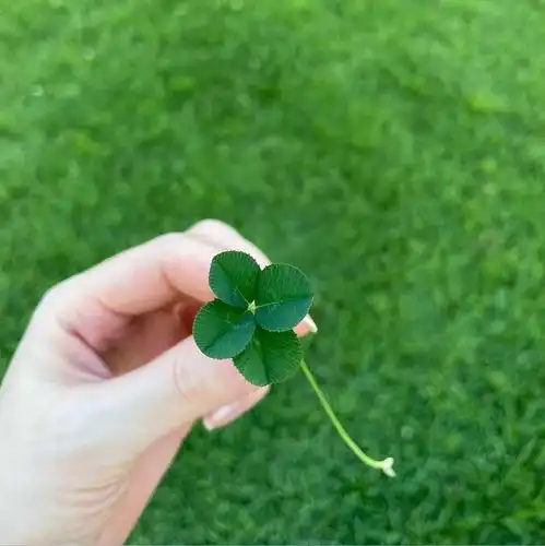  孙艺珍晒老公视角美照,记录她寻找四叶草的状态,扎小辫秒变少女