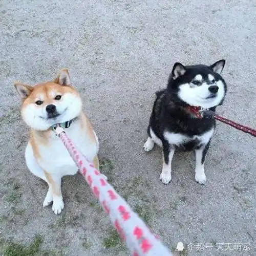 柴犬哈士奇头像图片柴犬