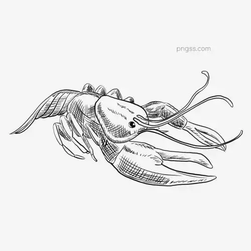  龙虾手绘线稿素材图片大小2000x2000px图片尺寸15.28mb来自png搜索网pngss.com免费免扣png素材下载海鲜海鲜食物海洋海洋食品黑白简笔画卡通龙虾配图手绘虾线稿小龙虾