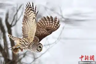  摄影师抓拍猫头鹰雪中猎捕老鼠精彩画面