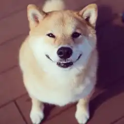  这是一家特别的咖啡屋,柴犬努力给自己赚狗粮钱,网友想去