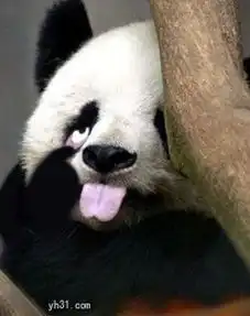  求类似于一只熊猫在做鬼脸的头像