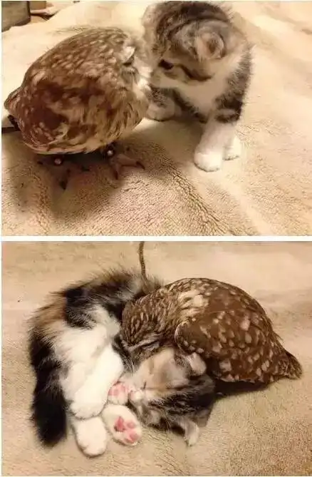  小猫咪和猫头鹰在一起是怎样的感觉,萌出一脸血....