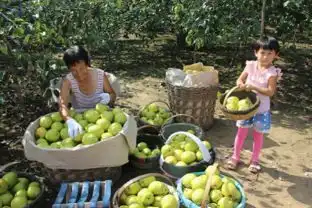  大城县金秋雪梨喜获丰收