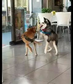  哈士奇以为柴犬好欺负,就上去招惹它,没想到却被柴犬打惨了