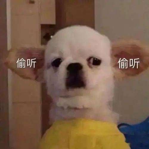  做最怂的狗子,怕最凶的猫咪