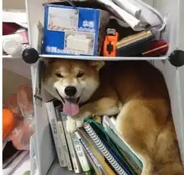  呆萌柴犬将要代替哈士奇,成为新一代网红萌宠