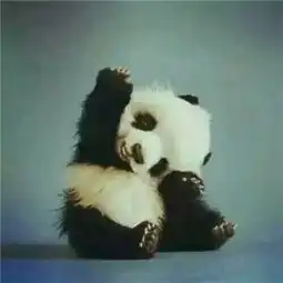 qq经典萌宠头像qq