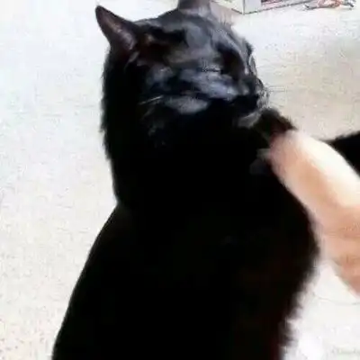  猫咪头像可爱图片萌宠猫咪图片大全可爱