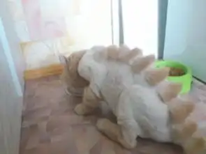  9只被带去剃毛后一照镜子就崩溃的悲剧毛孩
