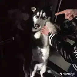  据说哈士奇是上帝在创造狼的时候打的草稿