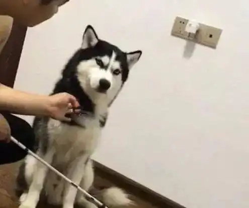 搞笑高清哈士奇头像叫主