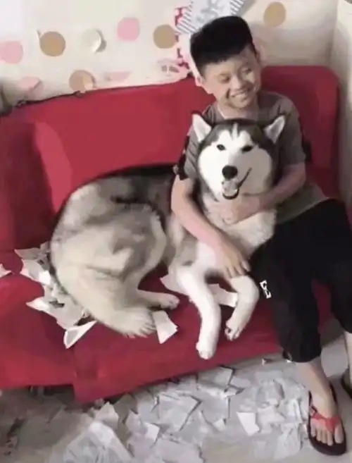  哈士奇将主人的暑假作业撕碎了,而小主人此刻却露出了满意的微笑