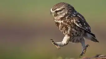  小猫头鹰