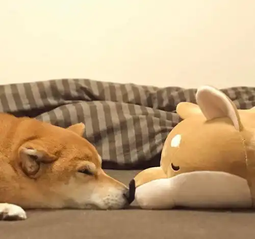  朋友要拿柴犬跟我换哈士奇,我想了一夜,终于做出了决定