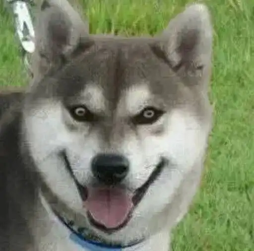  原来柴犬也盗版了哈士奇,怪不得这么红