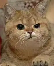  猫主子的耳朵,有哪些易患疾病