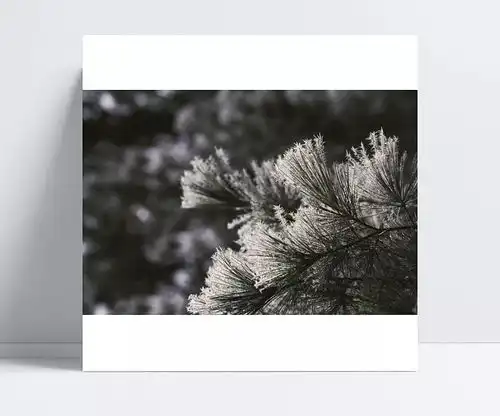  堆着积雪的松树的枝叶风景,风景图片,积雪,清新,摄影图片,松树,雪景,枝叶,自然风光改邪归正,