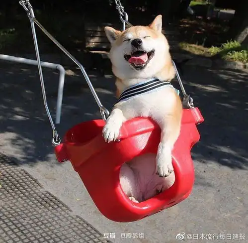 柴犬哈士奇头像图片荡秋