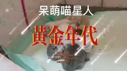  呆萌喵星人