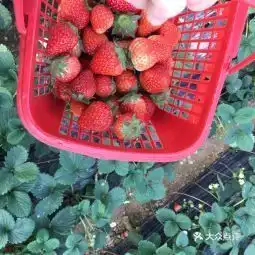  20210219开心草莓园地址,开心草莓园电话,开心草莓园图片360地图