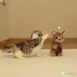  萌宠新高度,最爱萌宠可爱的橘猫