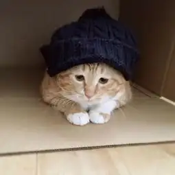  又肥又懒日本这只天然丧的大橘猫,总是满脸写着委屈