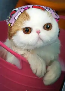  包子脸的史努比猫丰腴身材呆萌大眼睛