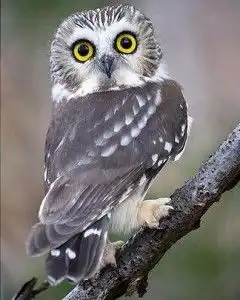  猫头鹰的故事