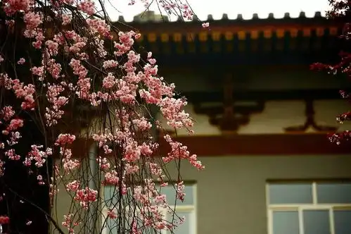  这8个火车高铁直达的赏樱圣地,即将撑起整个中国的颜值