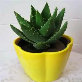  花木花卉项目简介价格费用可以加盟吗