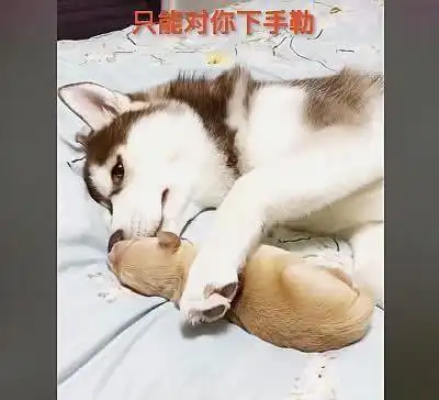 搞笑高清哈士奇头像金毛