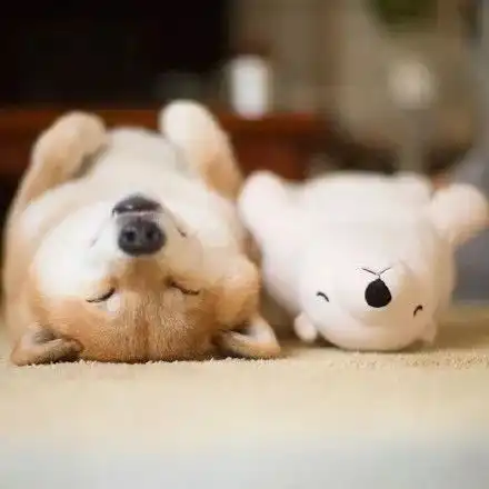  哈士奇是最二的汪柴犬表示可以一战