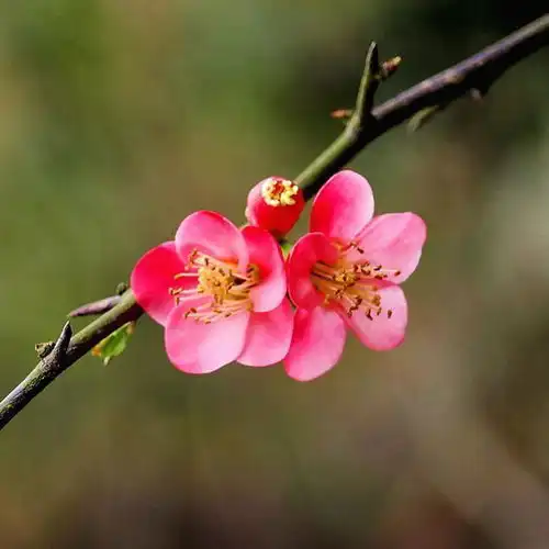  单性花系