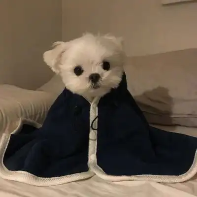 qq经典萌宠头像泡泡龙