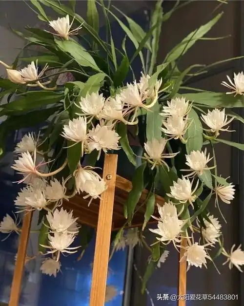  5种花种在北阳台,少晒枝繁叶茂,又能200天繁花似锦