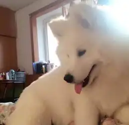 孤独头像灰白色白色