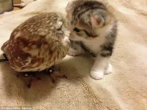 猫头鹰头像简笔画小猫咪