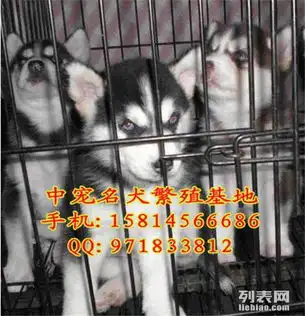  出售纯种日系柴犬可上门挑选可父母承诺纯种签协议