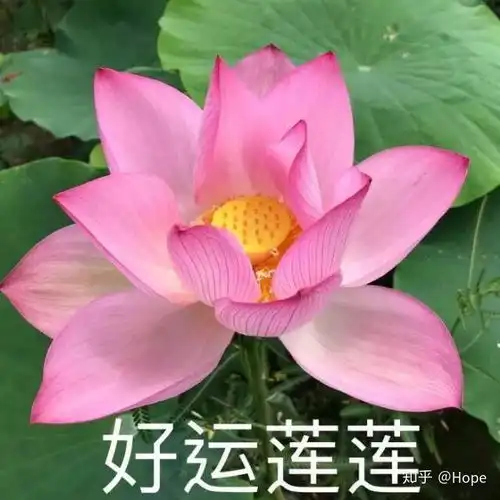家长头像图片大全花朵