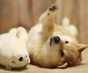  秋田犬频繁尿尿是尿频吗