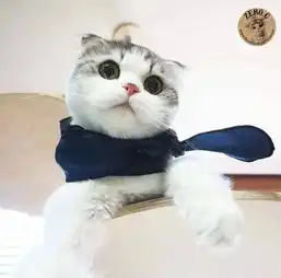  幸福田园生活萌照治愈系猫猫