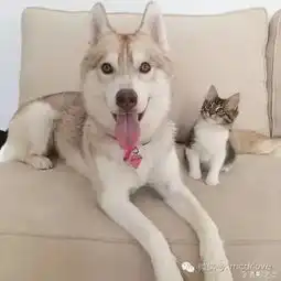  三只二哈带偏猫,猫其实是拒绝的..