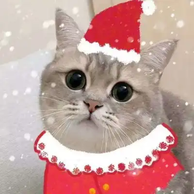  可爱猫咪宠物头像