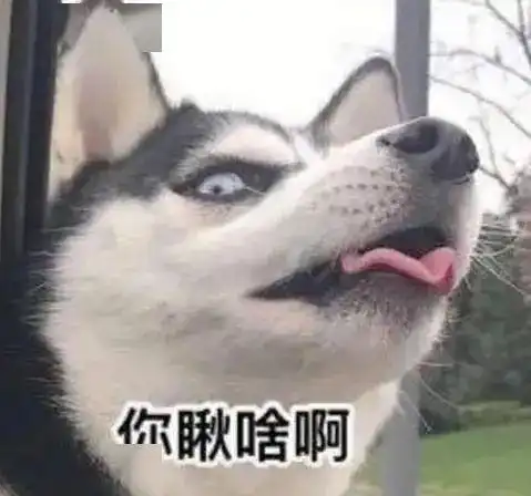 柴犬哈士奇头像图片狗狗