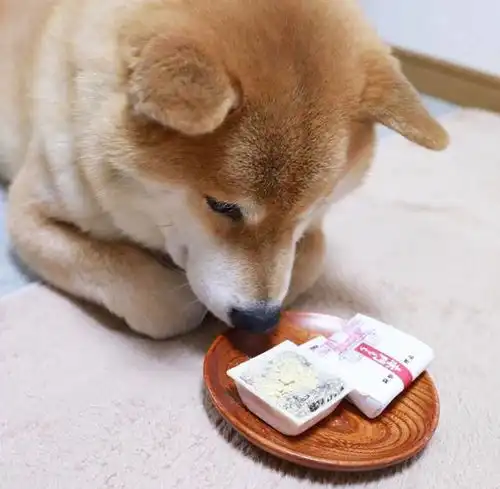  一组图片,让你瞬间明白养柴犬与哈士奇的差别,网红狗都不好养呀