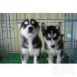 柴犬哈士奇头像图片哈士