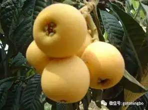  正是甬城枇杷香甜时,盘点一波采摘好去处,约约约