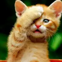  可爱小猫情头微信头像图片大全