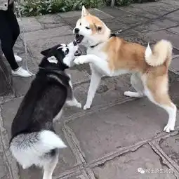  哈士奇跟柴犬怼上了,看着这两货的表情能笑一整天